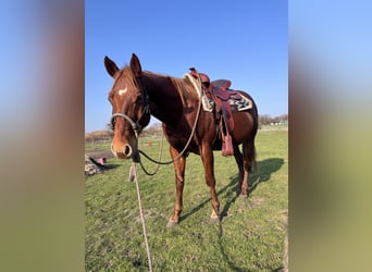 Quarter Pony, Gelding, 7 years, 14.1 hh, Chestnut-Red