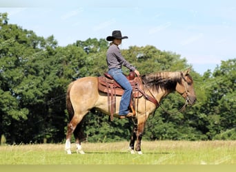 Quarter Pony, Wallach, 7 Jahre, 14,1 hh, Grullo