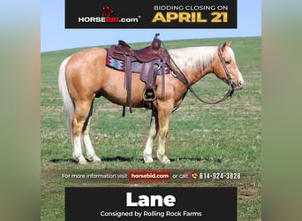 Quarter Pony, Gelding, 7 years, 14.2 hh, Palomino