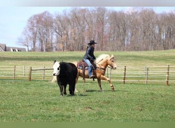 Quarter Pony, Gelding, 7 years, 14.2 hh, Palomino