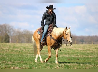 Quarter Pony, Gelding, 7 years, 14.2 hh, Palomino