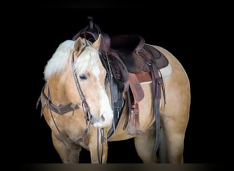 Quarter Pony, Gelding, 7 years, 14.2 hh, Palomino