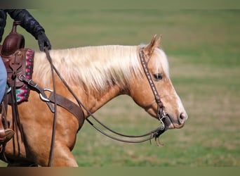 Quarter Pony, Gelding, 7 years, 14.2 hh, Palomino