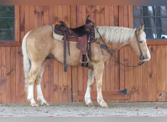 Quarter Pony, Gelding, 7 years, 14.2 hh, Palomino