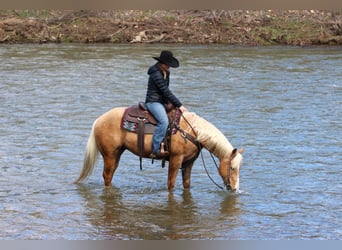 Quarter Pony, Gelding, 7 years, 14.2 hh, Palomino
