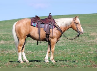 Quarter Pony, Gelding, 7 years, 14.2 hh, Palomino