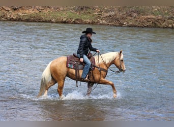 Quarter Pony, Gelding, 7 years, 14.2 hh, Palomino