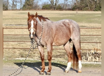 Quarter Pony, Gelding, 7 years, 14 hh, Roan-Red