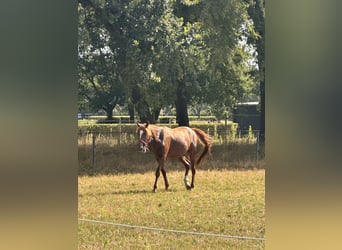 Quarter Pony, Gelding, 7 years, 15.1 hh, Chestnut-Red