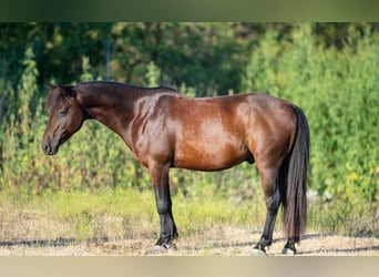 Quarter Pony, Gelding, 7 years, Bay
