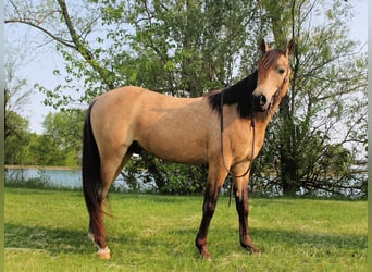 Quarter Pony, Gelding, 7 years, Buckskin