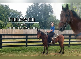 Quarter Pony, Gelding, 8 years, 12,2 hh, Bay