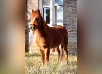 Quarter Pony, Gelding, 8 years, 12 hh, Sorrel