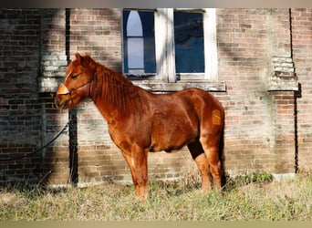 Quarter Pony, Gelding, 8 years, 12 hh, Sorrel
