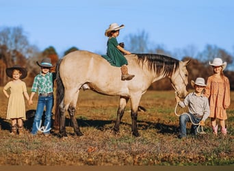 Quarter Pony, Gelding, 8 years, 13 hh, Buckskin