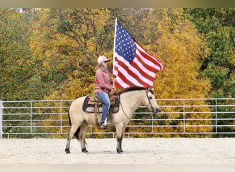 Quarter Pony, Gelding, 8 years, 13 hh, Buckskin
