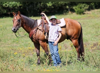 Quarter Pony, Gelding, 8 years, 13,3 hh, Bay