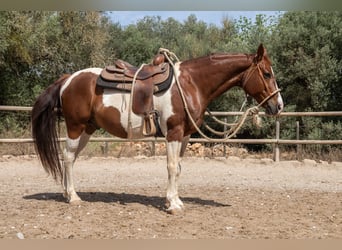 Quarter Pony, Gelding, 8 years, 14.2 hh, Pinto