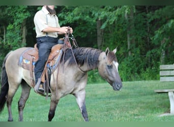 Quarter Pony, Gelding, 8 years, 14 hh, Grullo