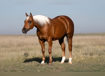 Quarter Pony, Gelding, 8 years, 14 hh, Palomino