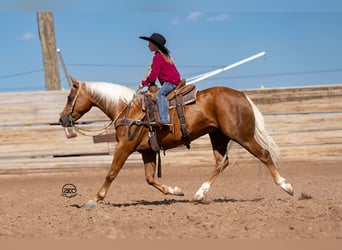 Quarter Pony, Gelding, 8 years, 14 hh, Palomino