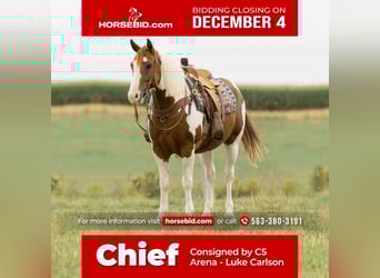 Quarter Pony, Gelding, 8 years, 14 hh, Pinto