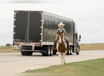 Quarter Pony, Gelding, 8 years, 14 hh, Pinto