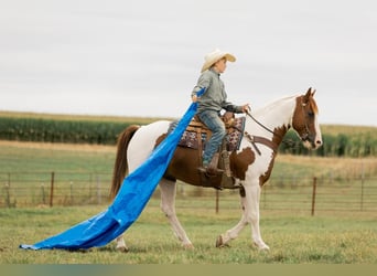 Quarter Pony, Gelding, 8 years, 14 hh, Pinto