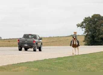 Quarter Pony, Gelding, 8 years, 14 hh, Pinto