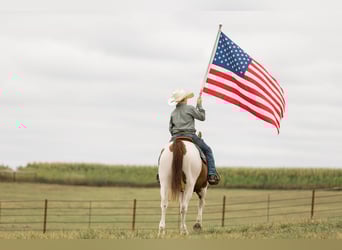 Quarter Pony, Gelding, 8 years, 14 hh, Pinto