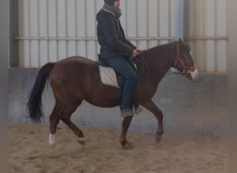 Quarter Pony Mix, Gelding, 8 years, 14,1 hh, Chestnut