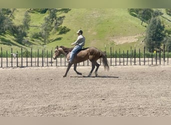 Quarter Pony, Gelding, 8 years, 15 hh, Buckskin