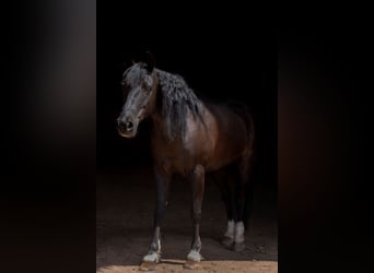 Quarter Pony Mix, Gelding, 8 years, Black