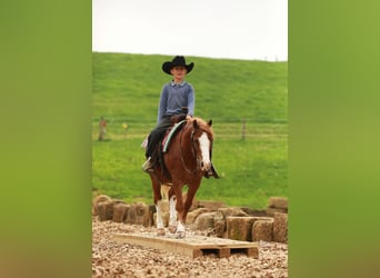 Quarter Pony, Gelding, 8 years, Sorrel