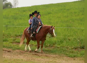 Quarter Pony, Gelding, 8 years, Sorrel