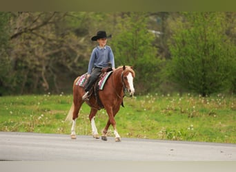 Quarter Pony, Gelding, 8 years, Sorrel