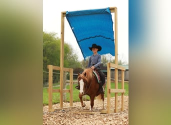 Quarter Pony, Gelding, 8 years, Sorrel