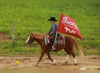 Quarter Pony, Gelding, 8 years, Sorrel