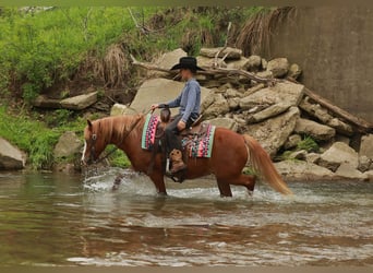 Quarter Pony, Gelding, 8 years, Sorrel