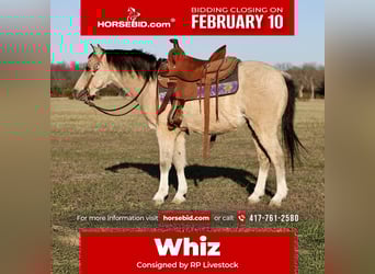 Quarter Pony, Gelding, 9 years, 11.1 hh, Buckskin