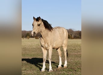 Quarter Pony, Gelding, 9 years, 11.1 hh, Buckskin
