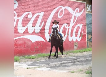 Quarter Pony, Gelding, 9 years, 12.3 hh, Black