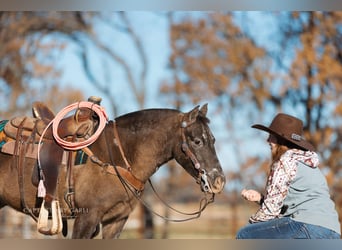 Quarter Pony, Gelding, 9 years, 12 hh