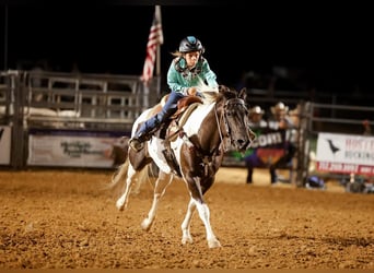 Quarter Pony, Gelding, 9 years, 13.1 hh, Pinto