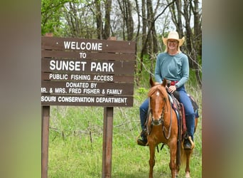 Quarter Pony, Gelding, 9 years, 13 hh, Sorrel