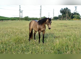 Quarter Pony, Gelding, 9 years, 13 hh