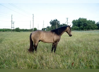 Quarter Pony, Gelding, 9 years, 13 hh