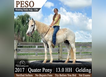 Quarter Pony, Gelding, 9 years, 13 hh, White