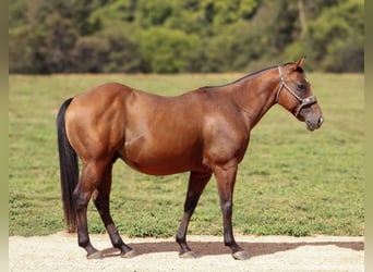 Quarter Pony, Gelding, 9 years, 13,3 hh, Bay