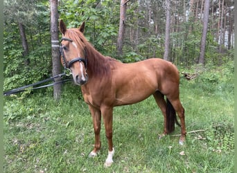 Quarter Pony, Gelding, 9 years, 14.1 hh, Chestnut-Red
